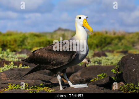 (Phoebastria irrorata winkte Albatross) am Espanola Island, Galapagos, Ecuador. Die winkte Albatross Rassen vor allem auf Espanola Island. Stockfoto