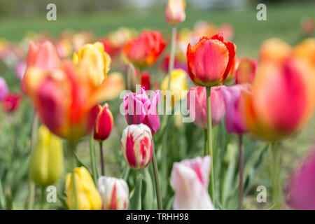 Feld mit blühenden Tulpen. Die Farben der Blütenköpfe: rot, rosa und gelb. Tulpen sind eine beliebte Schnittblume. Stockfoto