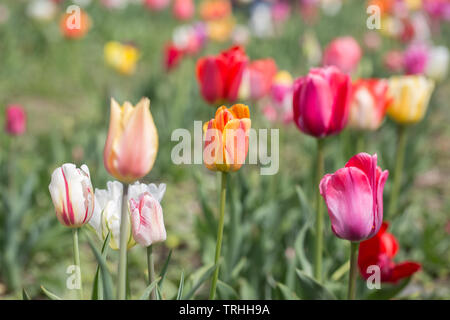 Feld mit Tulpen, fertig geschnitten zu werden und sich zu einem Geliebten gegeben. Eine orange tulip ist in der Mitte des Fotos. Stockfoto