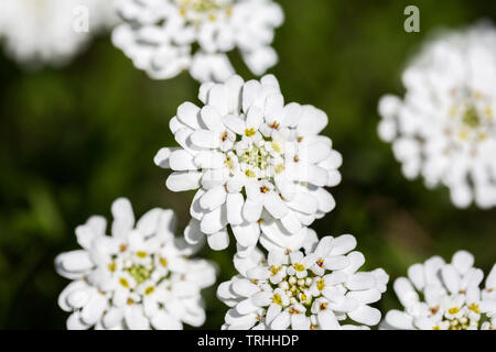 Nahaufnahme/Makro der blühenden immergrünen Candytuft Blume (auch bekannt als mehrjährige candytuft; lateinischer Name: Iberis sempervirens). Stockfoto
