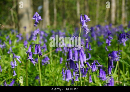 Bluebell Blumen an Mühle Seen in Hucknall Nottinghamshire Stockfoto