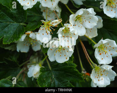Weißdorn (Crataegus) auf einem Baum im Frühling Stockfoto