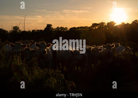 Charolais-kühe in einer Reihe auf einer Wiese in Burgund, Frankreich bei Sonnenuntergang Stockfoto