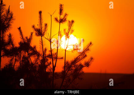 Schöne Sicht auf den Sonnenaufgang über Filialen Fichte Stockfoto