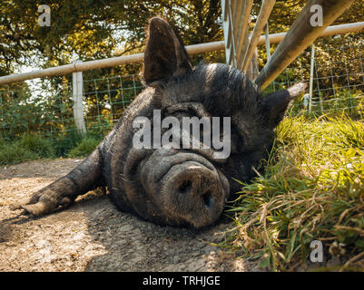 Schwarzes Schwein Wildschwein Schlafen in seiner offenen Feld ankreuzen. Naher Farm, Firle, Sussex, UK Stockfoto