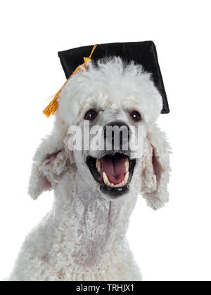 Portrait von niedlichen weißen König Pudel tragen schwarze Graduierung hut mit orange Quaste. Mit Blick auf die Kamera. Auf weissem Hintergrund. Stockfoto