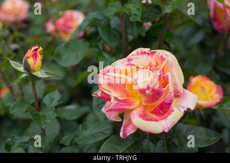 Rose' Love & Peace' Hybrid Tea bei Owen Rose Garden in Eugene, Oregon, USA. Stockfoto