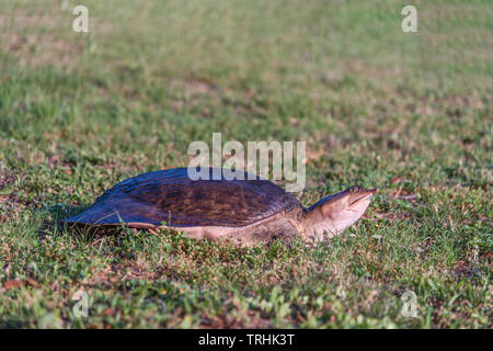 Softshell Turtle aus Wasser Trionychidae Stockfoto