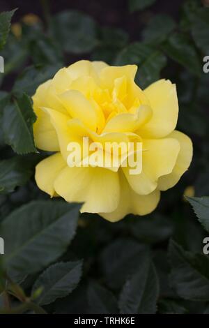 Rose's unsprite 'Floribunda an Owen Rose Garden in Eugene, Oregon, USA. Stockfoto