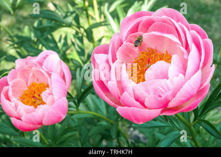 Zwei rosafarbene Pfingstrosenblüten, eine Biene, die große Blüten fliegt Stockfoto