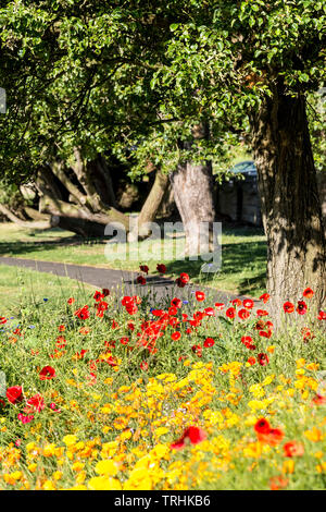 Die Knap Gärten in Barry auf einem hellen, sonnigen Morgen. Es gibt bunte Rote und gelbe Blumen im Vordergrund. Stockfoto