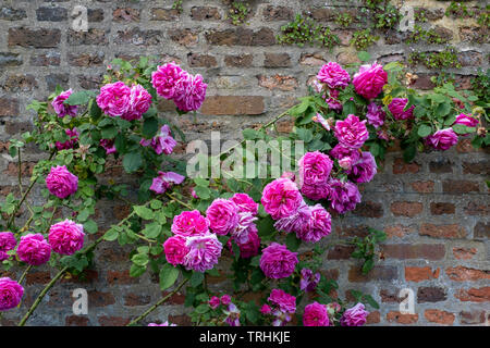 Bunte Rosen vor der Mauer in Eastcote House Gardens, historischen ummauerten Garten durch eine Gemeinschaft von Freiwilligen betreut, Pinner UK Stockfoto
