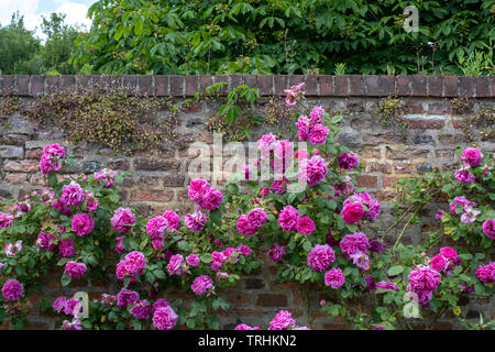 Bunte Rosen vor der Mauer in Eastcote House Gardens, historischen ummauerten Garten durch eine Gemeinschaft von Freiwilligen betreut, Pinner UK Stockfoto