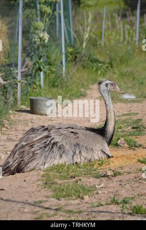 Ein Afrikanischer Strauß im Zoo, Sardinien Stockfoto