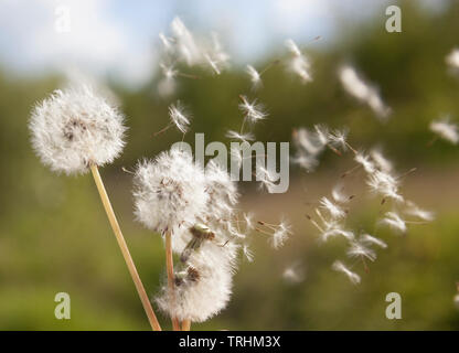 Pusteblumen weht im Wind Stockfoto
