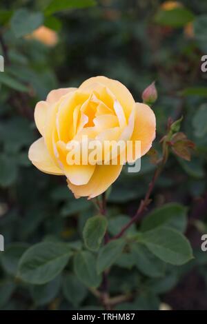 Rose's Trike es Reichen" Hybrid Tea bei Owen Rose Garden in Eugene, Oregon, USA. Stockfoto