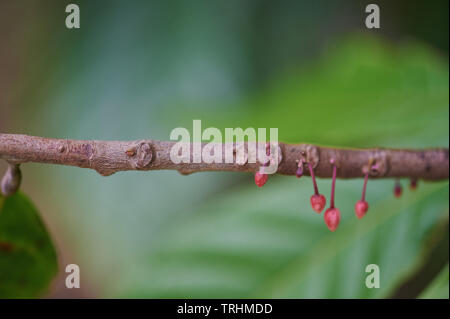 Kleine rosa Kakao Blume auf Ast Nähe zu sehen. Stockfoto