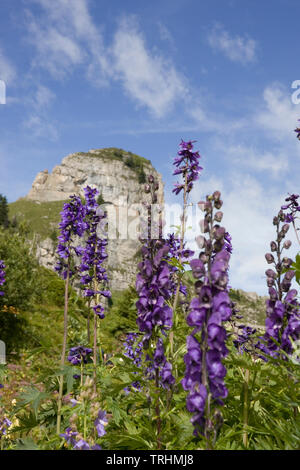 Schynige Platte und der Gumihorn vom Botanischer Alpengarten, Berner Oberland, Schweiz, mit Alpenlandschaft im Vordergrund. Stockfoto