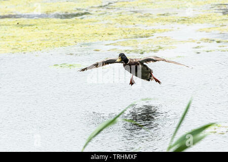 Eine männliche Stockente (Anas platyrhynchos) an Stockfoto