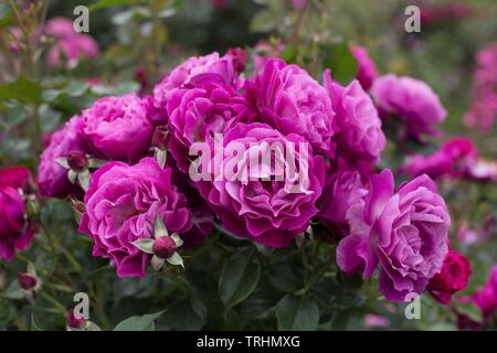 Rose' Wild Blue Yonder' an Owen Rose Garden in Eugene, Oregon, USA. Stockfoto