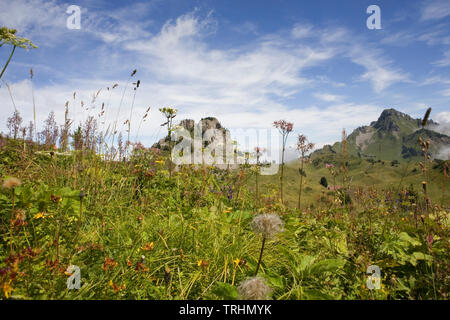 Schynige Platte, Berner Oberland, Schweiz, mit den Gipfeln des Loucherhorn Oberberghorn und darüber hinaus; Alpenlandschaft im Vordergrund Stockfoto