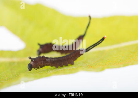 Zwei Puss Moth Raupen, Cerura vinula, die in ihrer ersten Phase der Entwicklung sind, als instar" bekannt, nach dem Auftauchen von ihrer Eier. Sie sind Stockfoto