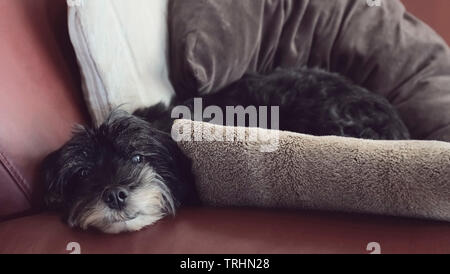 Ein schwarzer Hund der Rasse Tibet Terrier auf kuschelige Kissen auf einem Ledersofa liegt. Er ist schon alt. Der Hund sieht in die Kamera. Stockfoto