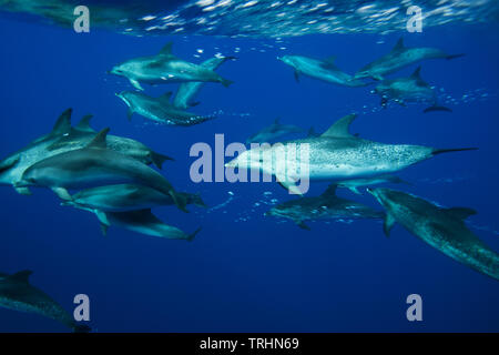 Ein Pod von Atlantic spotted Dolphins aus Caniçal, Madeira, Portugal Stockfoto