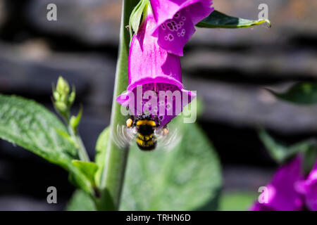 Eine Hummel mit sichtbaren Bewegungsunschärfe auf den Flügeln aussteigen auf einen gemeinsamen Fingerhut Digitalis purpurea, die Bestäubung der Pflanzen Stockfoto