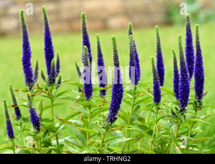 Veronica spicata 'Ulster Blue Dwarf Stockfoto