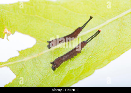 Zwei Puss Moth Raupen, Cerura vinula, die in ihrer ersten Phase der Entwicklung sind, als instar" bekannt, nach dem Auftauchen von ihrer Eier. Sie sind Stockfoto