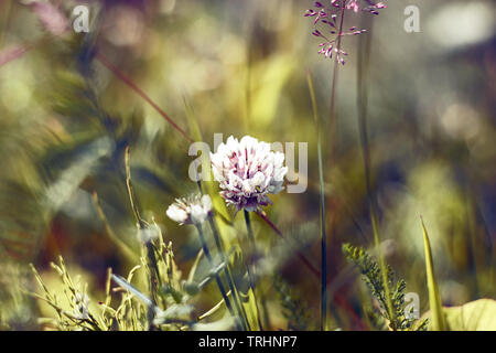 Eine schöne sanfte flauschigen weißen Klee Blume wächst auf dem Feld unter anderen Wiese Blumen und ist hell erleuchtet von der Sommersonne. Stockfoto