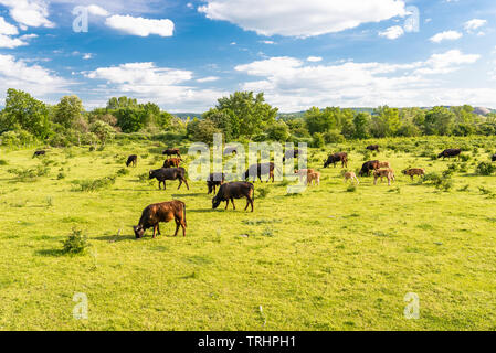 Eine Herde von Rindern Heck, Weiden in einer Lichtung auf einer Feder sonniger Tag im westlichen Deutschland. Stockfoto