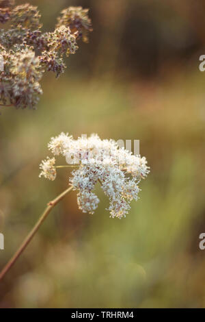 Flauschige weiße Blume der Wilden Möhre wächst im Herbst Wiese Stockfoto