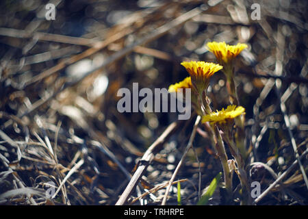 Ein paar Helle gelb blühenden Blumen der Huflattich, wachsende unter den trockenes Gras, von der Sonne beschienen Stockfoto