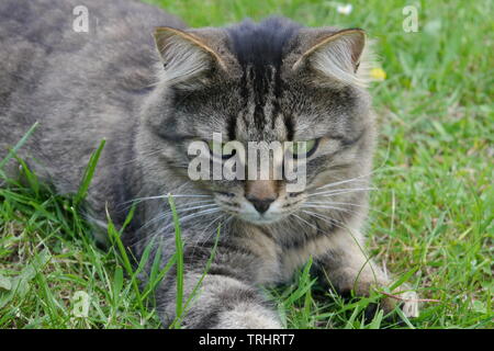 Schönen braun gemusterten Katze mit grünen Augen lügen auf Gras. Stockfoto