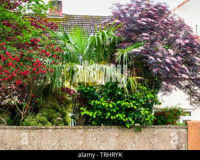 Fächerpalme Trachycarpus fortunei sitzt zwischen Sambucus nigra 'Black Lace' Und Crinodendron hookerianum in einem exotischen Themengarten vor Plymouth Stockfoto