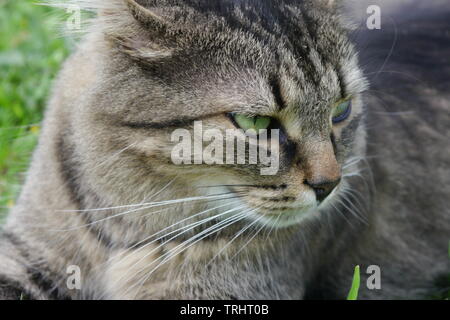 Schönen braun gemusterten Katze mit grünen Augen lügen auf Gras. Stockfoto