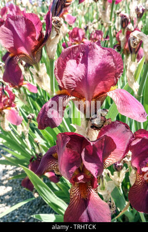 Red Iris "Käse und Wein" Stockfoto