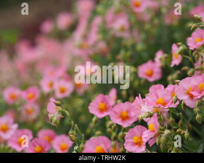 Viel rosa sunrose (helianthemum) Nahaufnahme Stockfoto