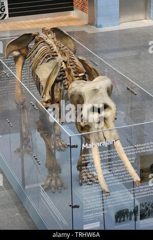 Manchester, UK, 6. Juni, 2019. Reisende, die durch Piccadilly Bahnhof sind auf eine Anzeige der Maharadschas ein Elefant Skelett aus Manchester Museum, die für zwei Wochen behandelt worden. Maharadscha wurde von Belle Vue Zoologische Gärten in Gorton im Jahr 1872 von einem schottischen Wanderzirkus und nach der Zerschlagung einer Waggon eine 200 Kilometer lange Reise hatte zu Fuß mit seinem Keeper gemacht werden gekauft. Es dauerte 10 Tage und machte das Paar lokalen Legenden. Bahnhof Piccadilly, Manchester. Quelle: Barbara Koch/Alamy leben Nachrichten Stockfoto