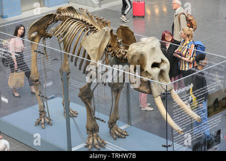 Manchester, UK, 6. Juni, 2019. Reisende, die durch Piccadilly Bahnhof sind auf eine Anzeige der Maharadschas ein Elefant Skelett aus Manchester Museum, die für zwei Wochen behandelt worden. Maharadscha wurde von Belle Vue Zoologische Gärten in Gorton im Jahr 1872 von einem schottischen Wanderzirkus und nach der Zerschlagung einer Waggon eine 200 Kilometer lange Reise hatte zu Fuß mit seinem Keeper gemacht werden gekauft. Es dauerte 10 Tage und machte das Paar lokalen Legenden. Bahnhof Piccadilly, Manchester. Quelle: Barbara Koch/Alamy leben Nachrichten Stockfoto