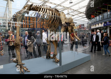 Manchester, UK, 6. Juni, 2019. Reisende, die durch Piccadilly Bahnhof sind auf eine Anzeige der Maharadschas ein Elefant Skelett aus Manchester Museum, die für zwei Wochen behandelt worden. Maharadscha wurde von Belle Vue Zoologische Gärten in Gorton im Jahr 1872 von einem schottischen Wanderzirkus und nach der Zerschlagung einer Waggon eine 200 Kilometer lange Reise hatte zu Fuß mit seinem Keeper gemacht werden gekauft. Es dauerte 10 Tage und machte das Paar lokalen Legenden. Bahnhof Piccadilly, Manchester. Quelle: Barbara Koch/Alamy leben Nachrichten Stockfoto