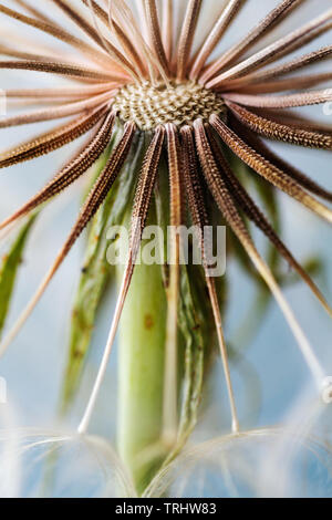 Dieses Makro geschossen von gelben Schwarzwurzeln offenbart seinen Stacheligen in radialer Symmetrie Stängel angeordnet. Stockfoto