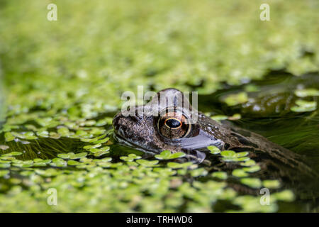 Grasfrosch im Gartenteich Stockfoto