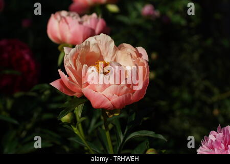 Pfingstrose Coral Charme. Semi-doppelzimmer rosa Pfingstrose. Paeonia lactiflora (Chinesische Pfingstrose oder gemeinsamen Garten Päonie) Stockfoto