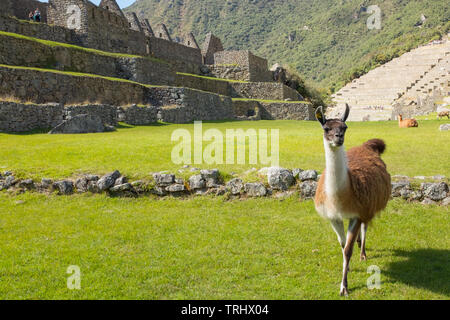 Ein Lama Wanderungen vor dem Hauptgebäude der UNESCO Weltkulturerbe Machu Picchu, Peru, ein Lost Inca Stadt mitten in den Anden Stockfoto