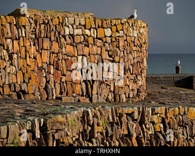 Möwen thront auf goldenen Steine des alten Hafens an der Wand im Abendlicht in Cellardyke, Anstruther, Fife, Schottland, Großbritannien Stockfoto