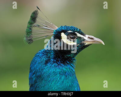 Portrait von Indischen Pfau (Pavo cristatus) - männlicher Pfauen - Anzeige der getuftete Crest & schimmernde Blau metallic Federn im Kontrast zu weißen Cere Stockfoto