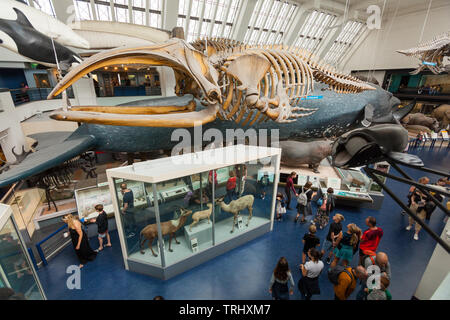 Säugetier Sammlungen, National History Museum, London, England, Großbritannien Stockfoto